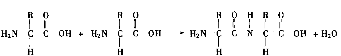 一、蛋白质的一级结构